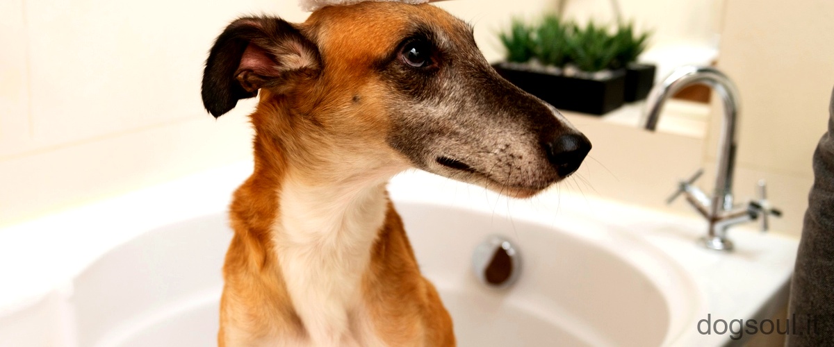 Domanda: Come fare lo shampoo al cane?
