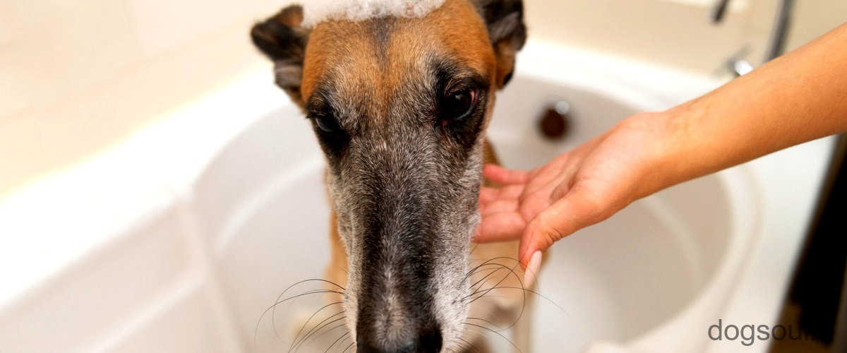 Domanda: Come fare lo shampoo per cani in casa?