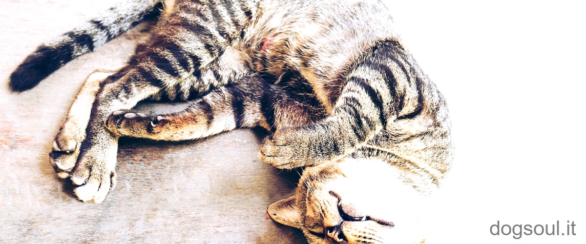 Domanda: Come posso evitare di contrarre la toxoplasmosi dai gatti?