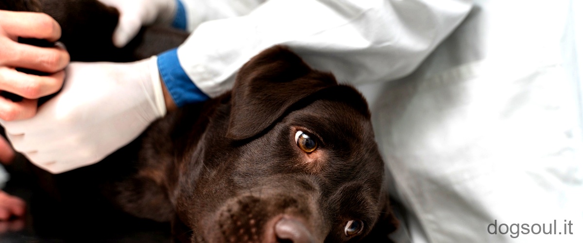 Domanda: Come proteggere la ferita dopo la sterilizzazione del cane?