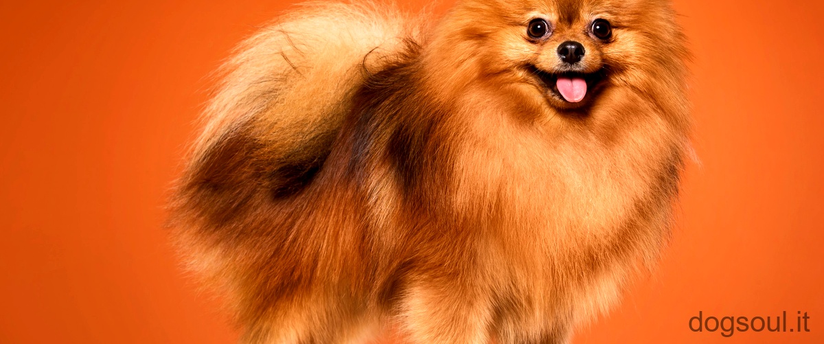 Domanda: Come si chiama la razza di cane cinese?