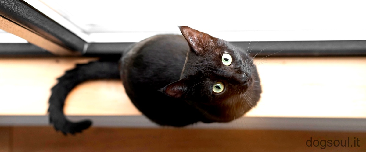 Domanda: Come si fa ad annullare la sfortuna del gatto nero?