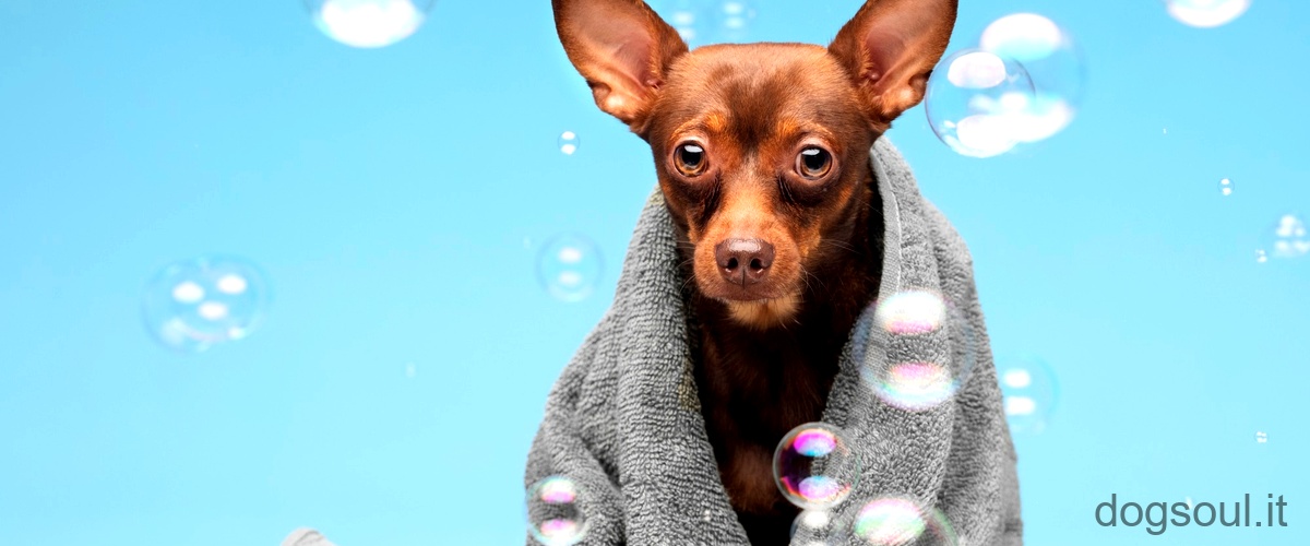 Domanda: Come si lavano i cani in estate?