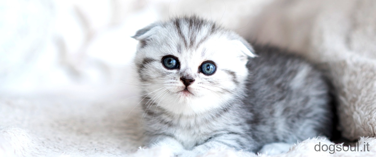 Domanda: Come si riconosce un gatto Blu di Russia?