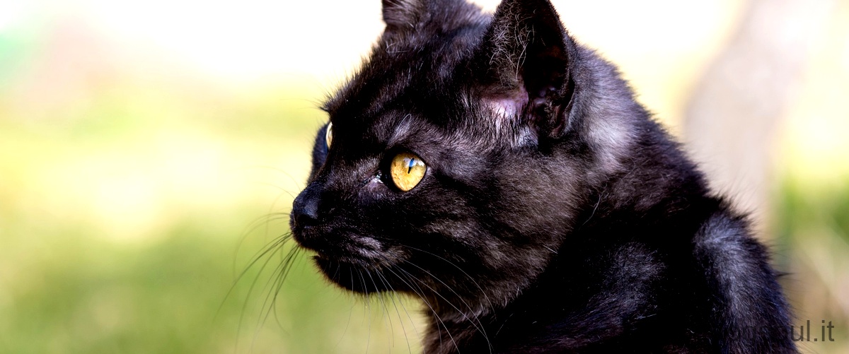 Domanda corretta: Come capire se il gatto avrà gli occhi azzurri?