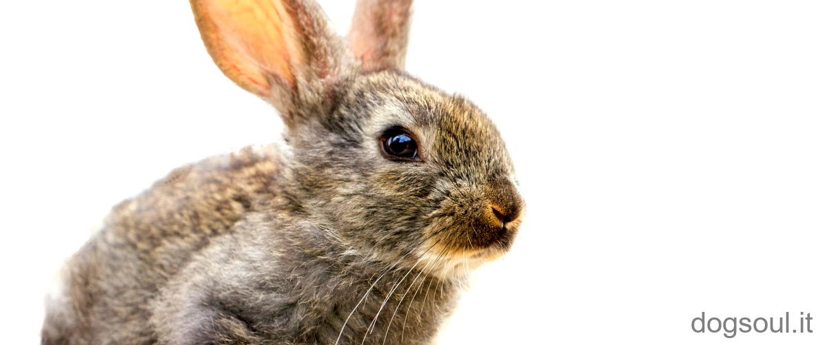 Domanda corretta: Come si fa felici i conigli?