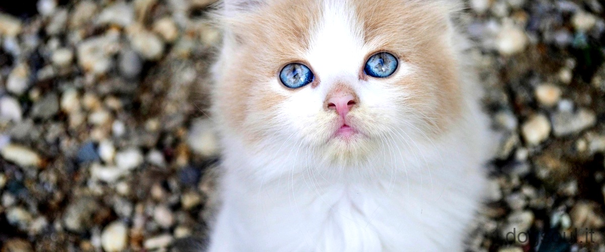 Domanda corretta: Cosa dicono i gatti quando chiudono gli occhi?
