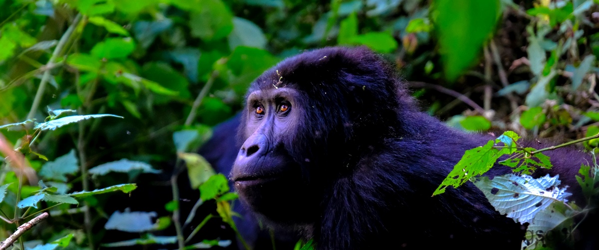 Domanda corretta: Cosa mangiano i gorilla?