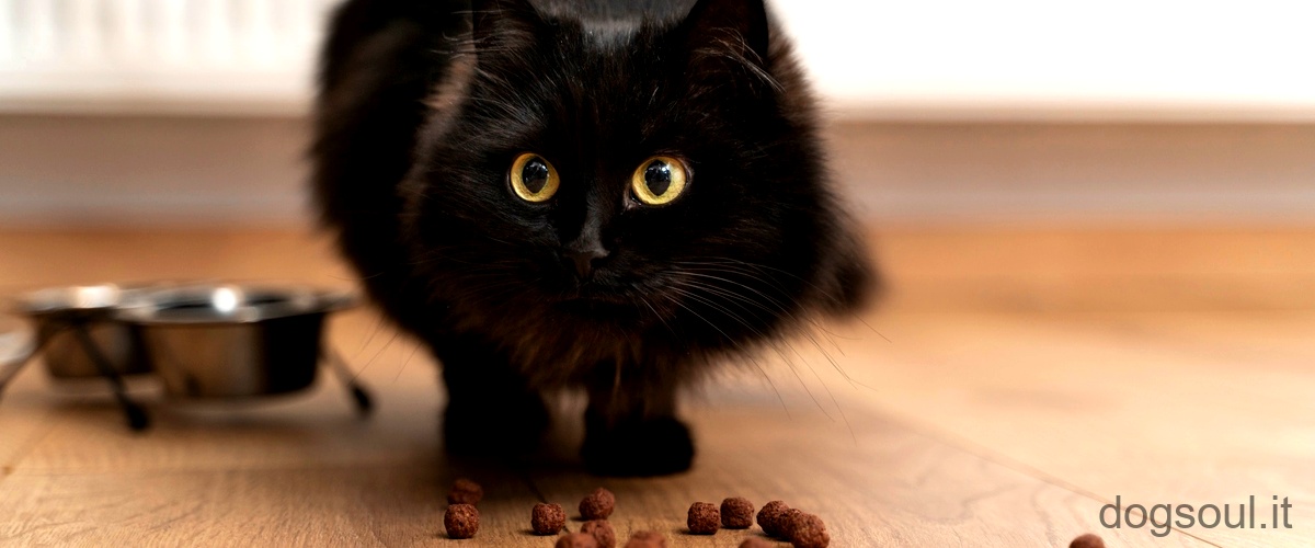 Domanda: Cosa dare da mangiare a un gatto denutrito?