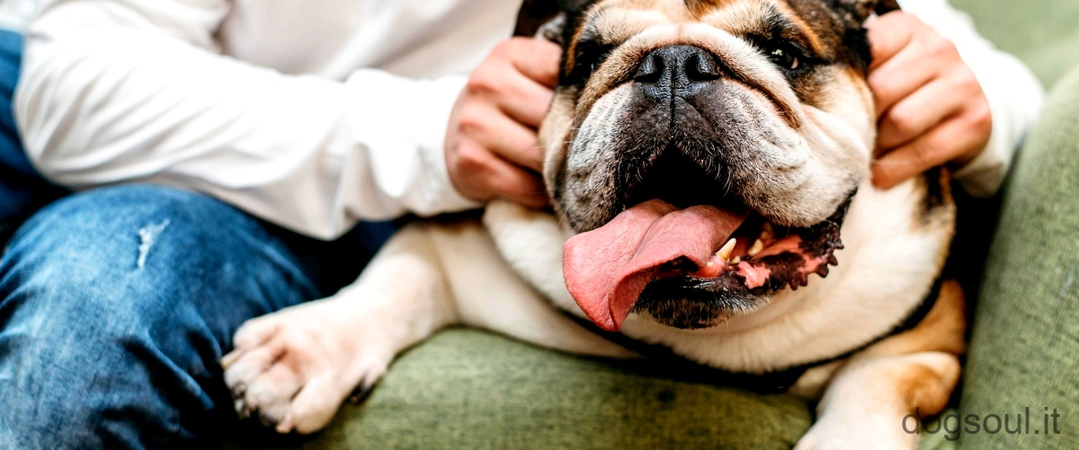 Domanda: Cosa significa se il cane tossisce e vomita?