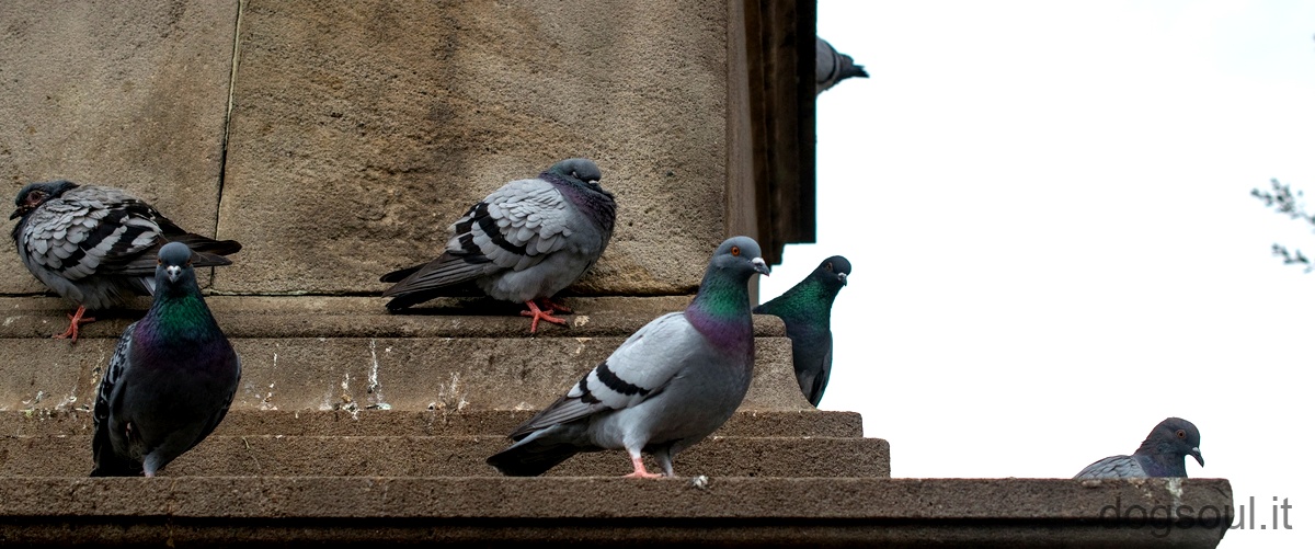 Domanda: Quali uccelli si trovano in Italia?