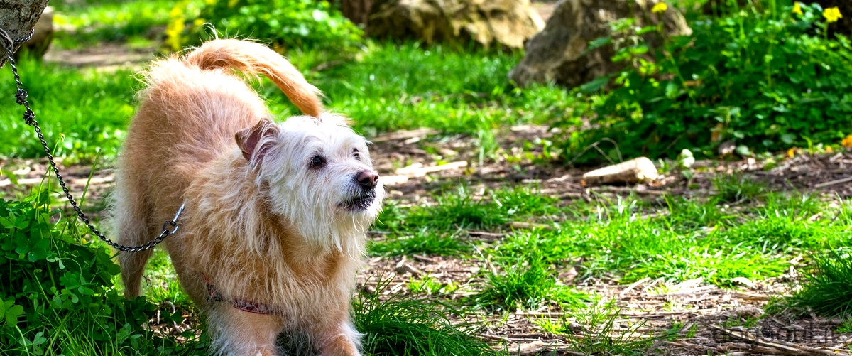 - Il prezzo di un cucciolo di Irish Glen of Imaal Terrier: quanto costa?