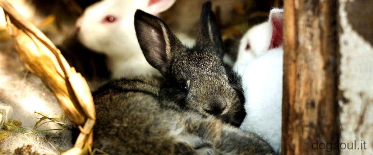 La domanda corretta sarebbe: Chi è più veloce, la lepre o il coniglio?