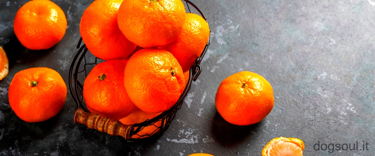 Perché i cani non possono mangiare le arance?