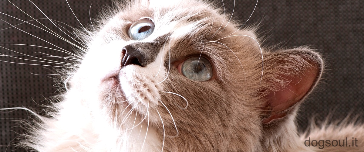 Perché i gatti hanno gli occhi di colori diversi?