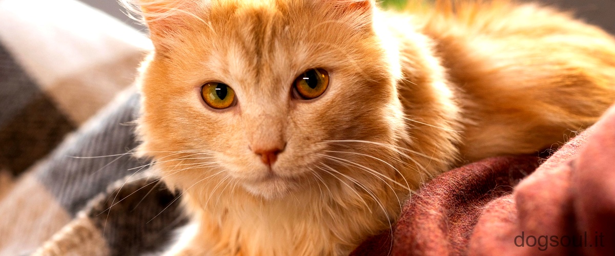 Perché i gatti hanno gli occhi gialli?