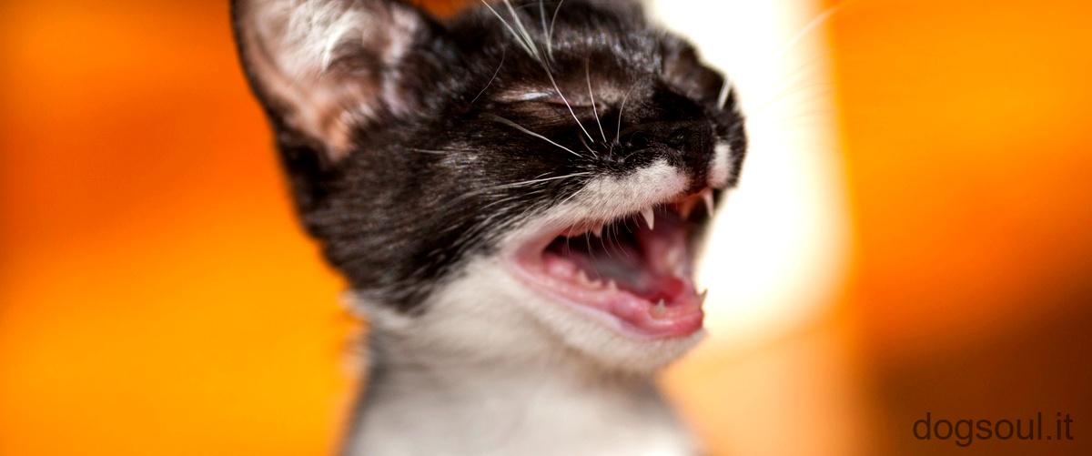 Perché i gatti vanno in iperventilazione?