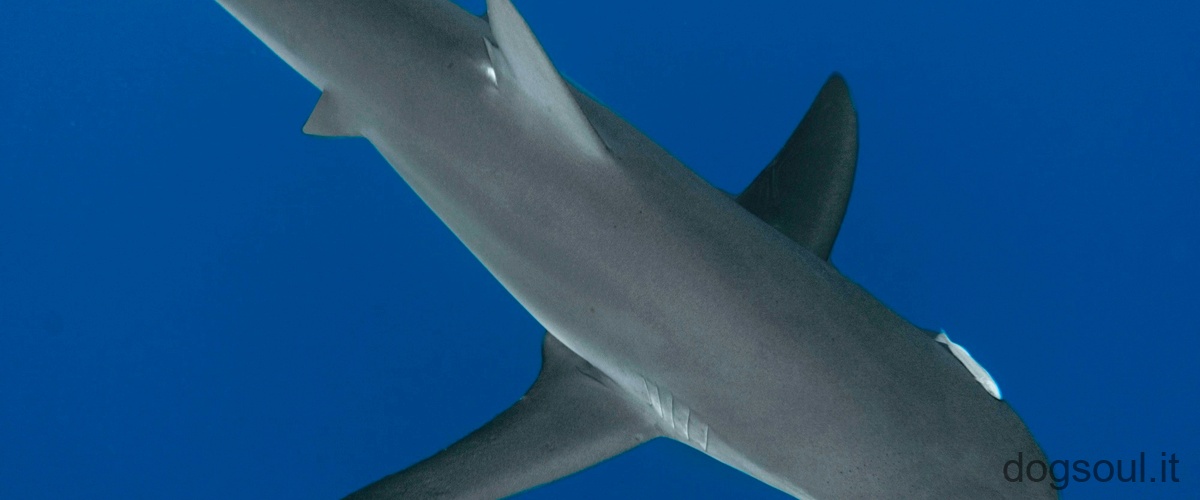 Perché i pesci nuotano vicino agli squali?