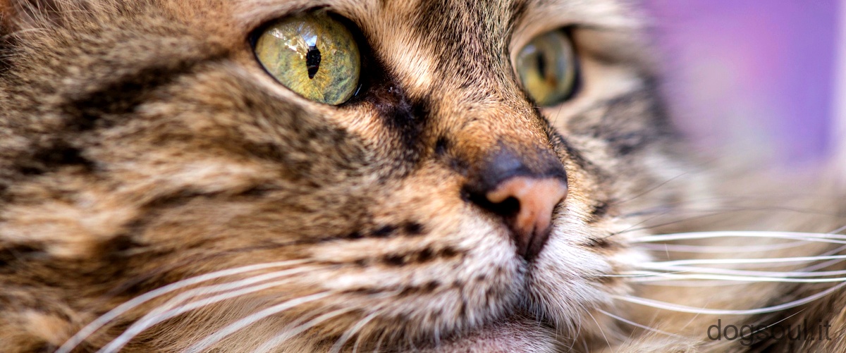 Perché il gatto con insufficienza renale dimagrisce?