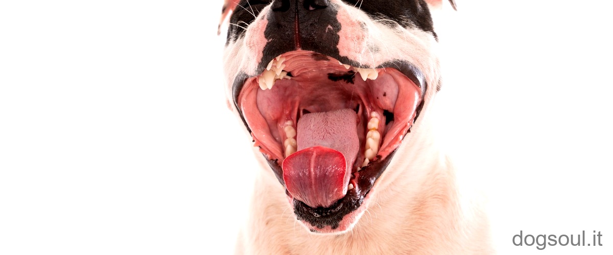 Perché il mio cane fa rumore con la bocca?