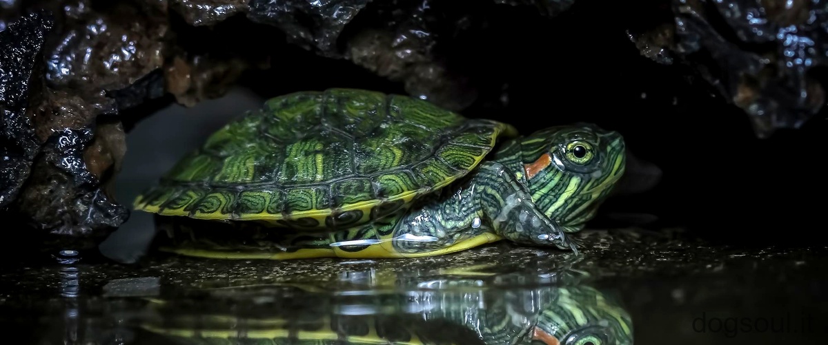 Perché la tartaruga dacqua non si muove?