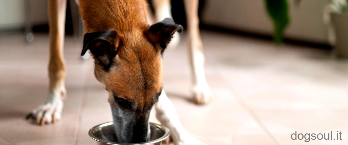 Qual è il cibo giusto da dare ai cuccioli di cane di un mese?