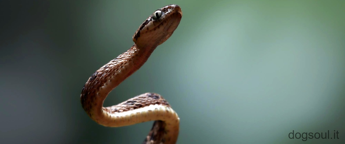 Qual è il serpente più facile da tenere in casa?