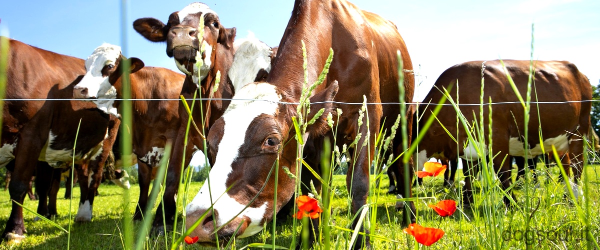 Qual è la differenza tra manzo e mucca?