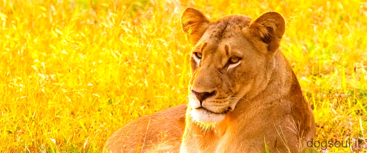 Qual è la differenza tra un leone e una leonessa?