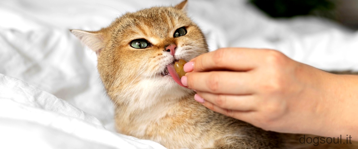 Qual è la migliore alimentazione per un gatto?