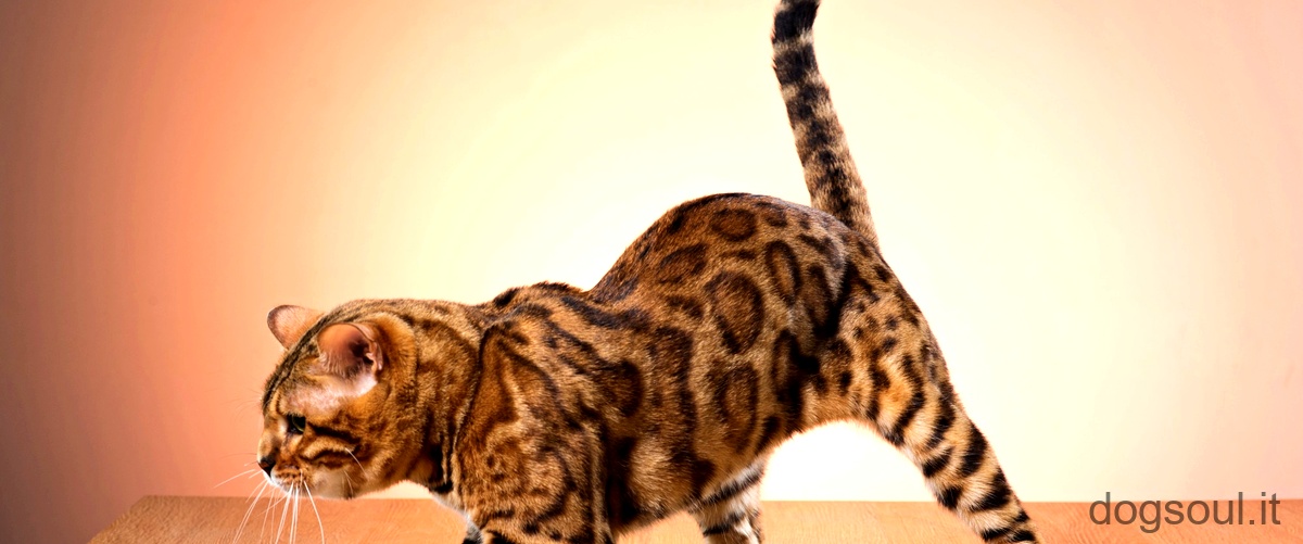 Qual è la razza di gatto più brutta al mondo?