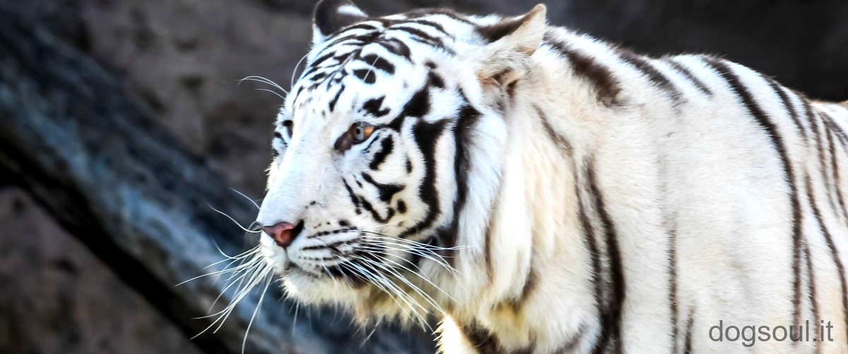 Qual è la tigre più rara al mondo?