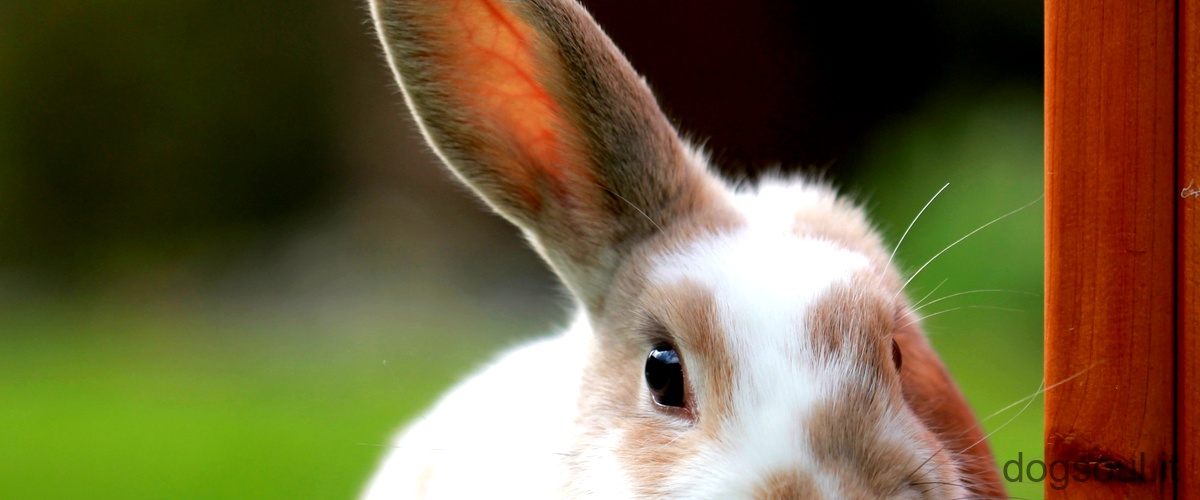 Qual è laspetto del pelo del coniglio?