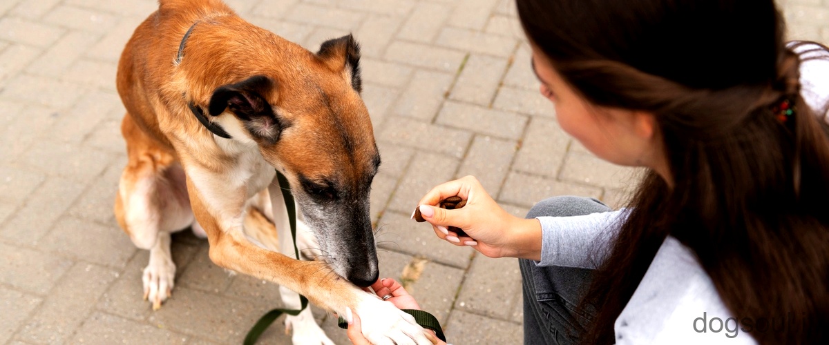 Qual è lorario migliore per dare da mangiare al cane?