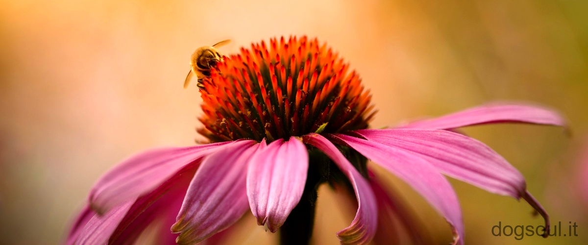Qual è lutilità delle vespe?
