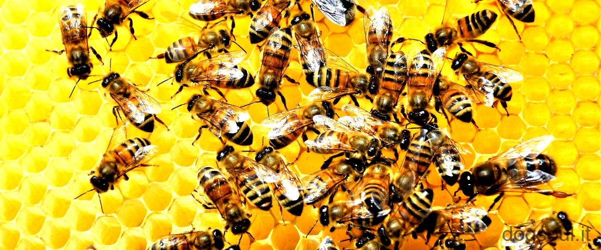 Qual è lutilità delle vespe?