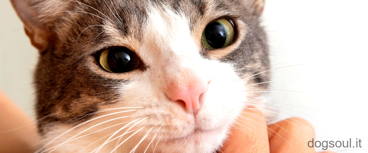 Quali antibiotici umani si possono dare ai gatti?