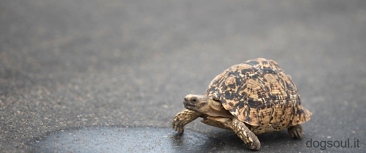 Quali malattie possono contrarre le tartarughe di terra?