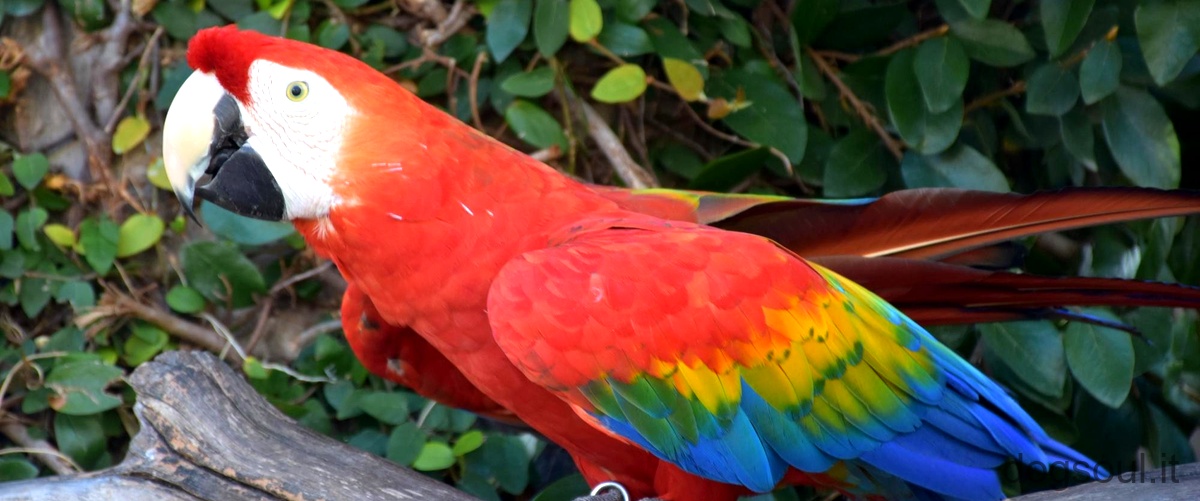 Quali sono i pappagalli più economici?