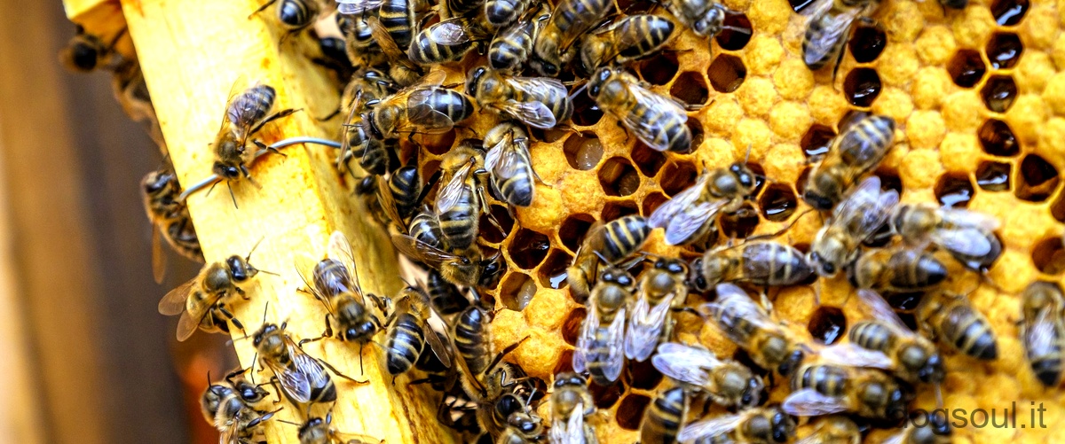 Quali sono le api migliori?