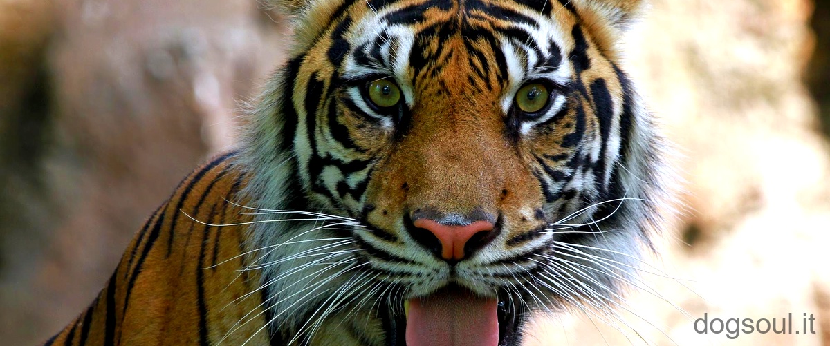 Quali sono le caratteristiche della tigre dai denti a sciabola?