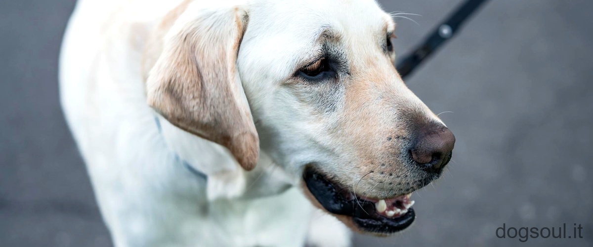 Quando il cane ha il naso asciutto, cosa vuol dire?