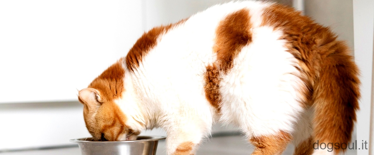 Quando il gatto beve molto e vomita?