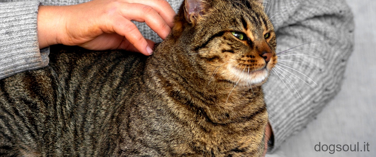Quanti anni può vivere un gatto con degli attacchi epilettici?