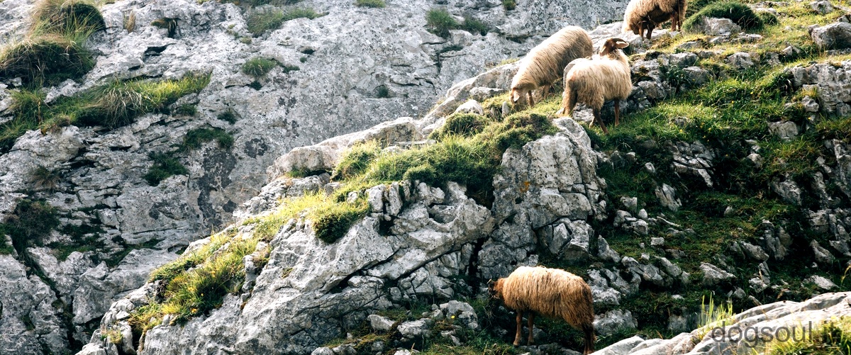 Quanti anni vive un pastore apuano?