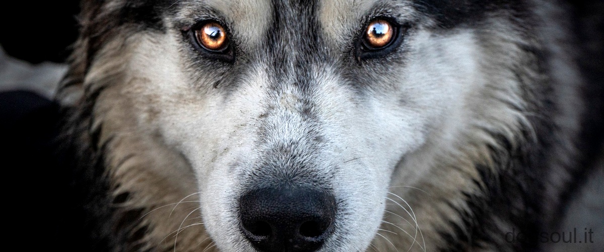 Quanti tipi di cane lupo ci sono?