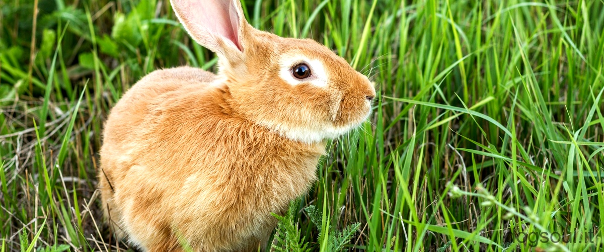 Quanto costa al mese avere un coniglio?