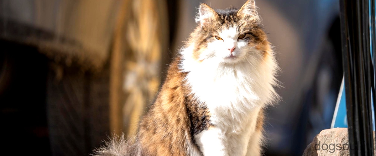 Quanto costa un gatto siberiano anallergico?
