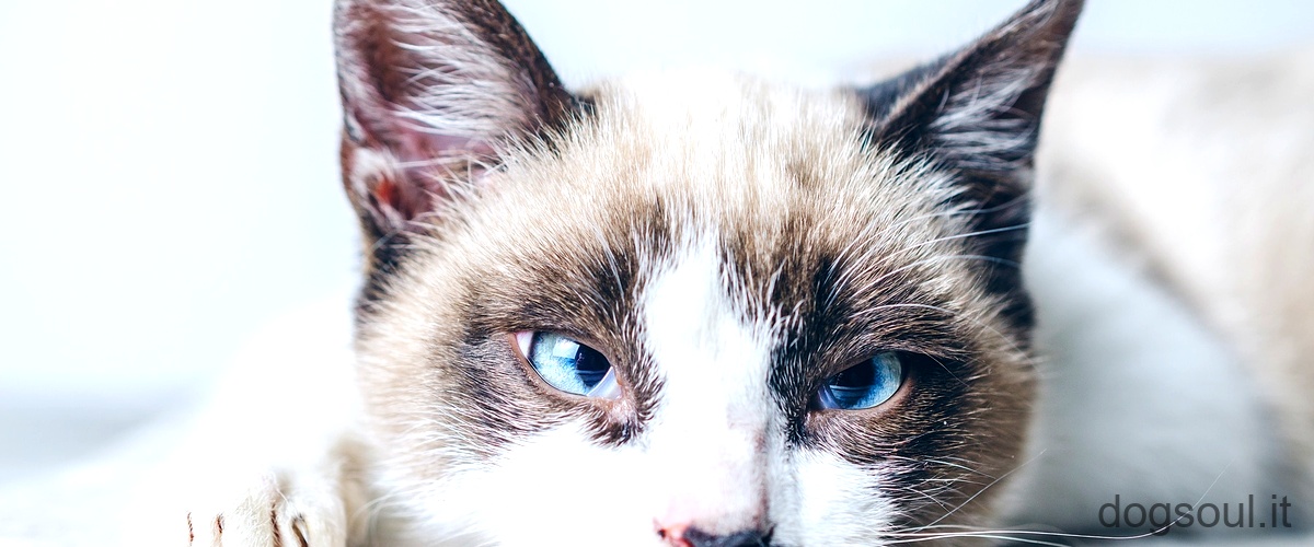 Quanto costa un gatto siberiano senza pedigree?