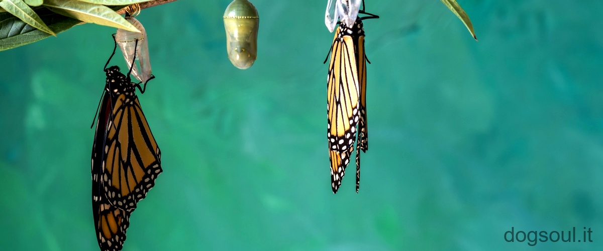 Quanto dura il ciclo di vita di una farfalla?